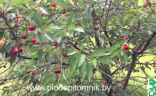 Превью видео