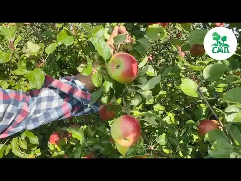 Превью видео