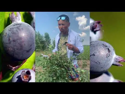 Превью видео