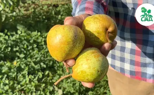 Превью видео