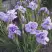 Ирис ИМПЕРИАЛ ОПАЛ сибирский в Горках