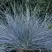 Овсяница АЙСФОГЕЛЬ сизая в Горках