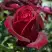 Роза ПАПА МЕЙЯН чайно-гибридная в Горках