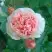Роза ФИЛИНГ чайно-гибридная в Горках