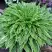 Хоста СТИЛЕТТО гибридная в Горках