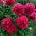 Пион БЕЛГРАВИЯ травянистый в Горках