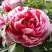 Пион РЕД ВИЗ ПИНК древовидный в Горках