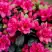 Азалия КАНЗОНЕТТА японская в Горках