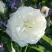 Роза АЛАБАСТЕР флорибунда в Горках