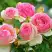 Роза ПЬЕР ДЕ РОНСАР плетистая в Горках