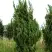 Можжевельник КАЙЗУКА китайский в Горках