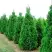 Туя СПИРАЛИС западная в Горках