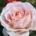 Роза АНДРЕ ЛЕ НОТР чайно-гибридная в Горках