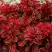 Барбарис РЕД ХОТ ЧИЛИ тунберга в Горках