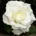 Роза МОНДИАЛЬ чайно-гибридная в Горках