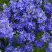 Вероника РОЯЛ БЛЮ большая в Горках