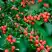 Кизильник горизонтальный в Горках