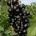 Смородина чёрная ВИНОГРАДНАЯ в Горках