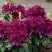 Рододендрон КАЛИ в Горках