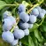 Голубика БЛЮДЖЕЙ в Горках
