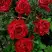 Роза РЕД ИНТУИШН чайно-гибридная в Горках