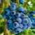 Голубика РЕКА в Горках
