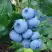 Голубика ТОРО в Горках