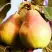 Груша СЛАДКАЯ ИЗ МЛИЕВА в Горках