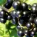 Смородина чёрная ДЕЛИКАТЕСНАЯ в Горках