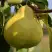 Груша ВЕЛИКАЯ ЛЕТНЯЯ (БОЛЬШАЯ ЛЕТНЯЯ) в Горках