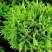 Туя ДАНИКА западная в Горках