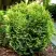 Туя ВОТЕРФИЛД западная в Горках