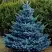 Ель МАДЖЕСТИК БЛЮ колючая в Горках