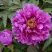 Пион ЛИЛОВАЯ ФАНТАЗИЯ древовидный в Горках