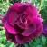 Роза БУРГУНДИ АЙС флорибунда в Горках