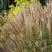 Мискантус КЛЯЙН СИЛЬБЕРСПАЙН китайский  в Горках