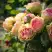 Роза ПИТАХАЙЯ чайно-гибридная в Горках