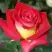 Роза ФРЕНДШИП чайно-гибридная в Горках