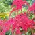 Астильба РЕД ЧАРМ Арендса в Горках