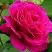 Роза МАЛИНОВЫЙ ЗВОН чайно-гибридная в Горках