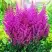 Астильба ПЕПЛ РЕЙН гибридная в Горках