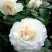 Роза ВАЙТ МЕЙДИЛАНД почвопокровная в Горках