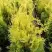Туя ГОЛДЕН БРАБАНТ западная в Горках