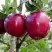 Яблоня РЕД ДЕЛИШЕС в Горках