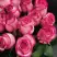 Роза КАРУСЕЛЬ чайно-гибридная в Горках