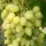 Виноград ЗАРНИЦА в Горках
