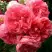 Роза РОЗАРИУМ ЮТЕРСОН плетистая в Горках