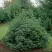 Ель НАНА сербская в Горках