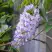 Глициния макростахия БЛЮ МУН в Горках