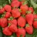 Клубника САН АНДРЕАС ремонтантная в Горках